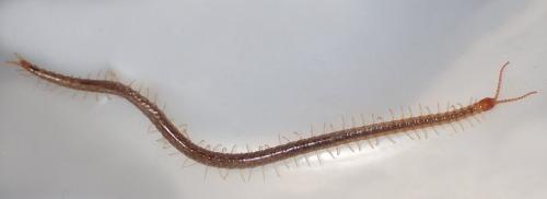 Réf. 274 261 : Geophilus sp.